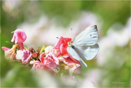 <p>BĚLÁSEK ŘEPOVÝ (Pieris rapae) ---- /Small white - Kleiner Kohlweißling/</p>